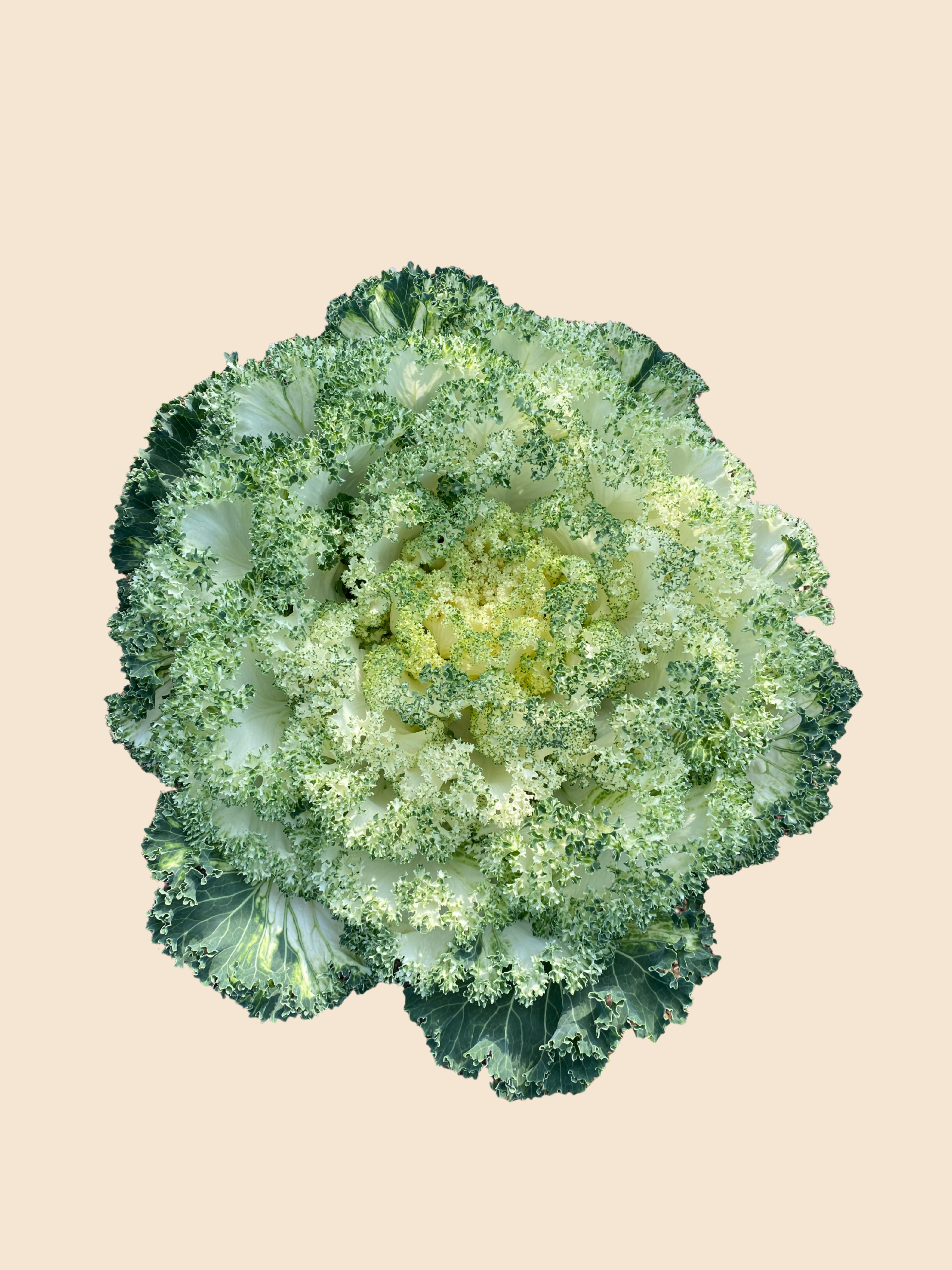 Kale