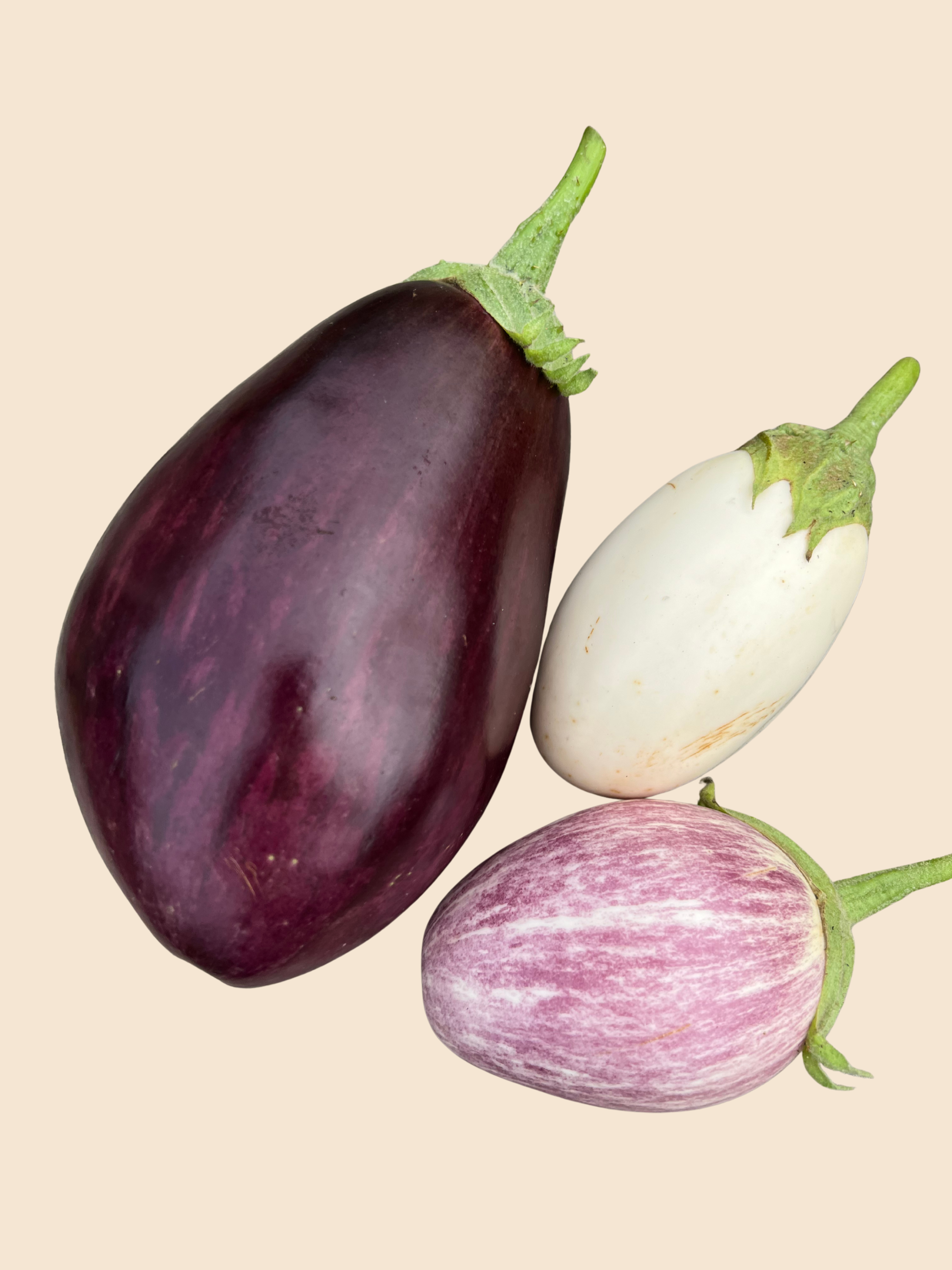 Aubergine