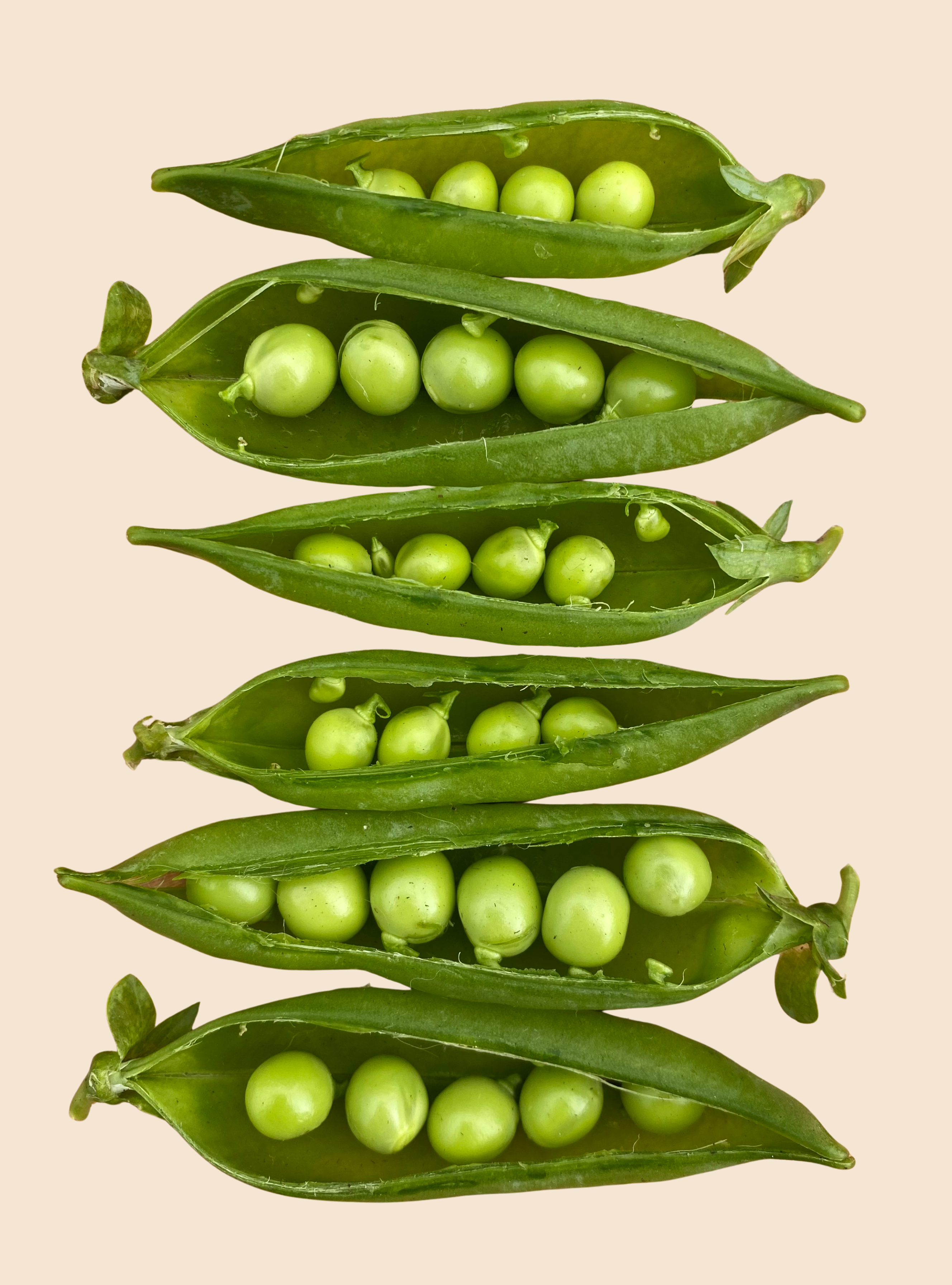Pea