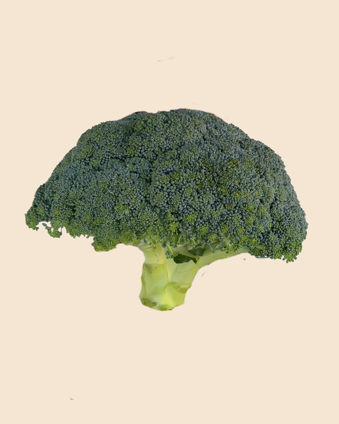 Broccoli