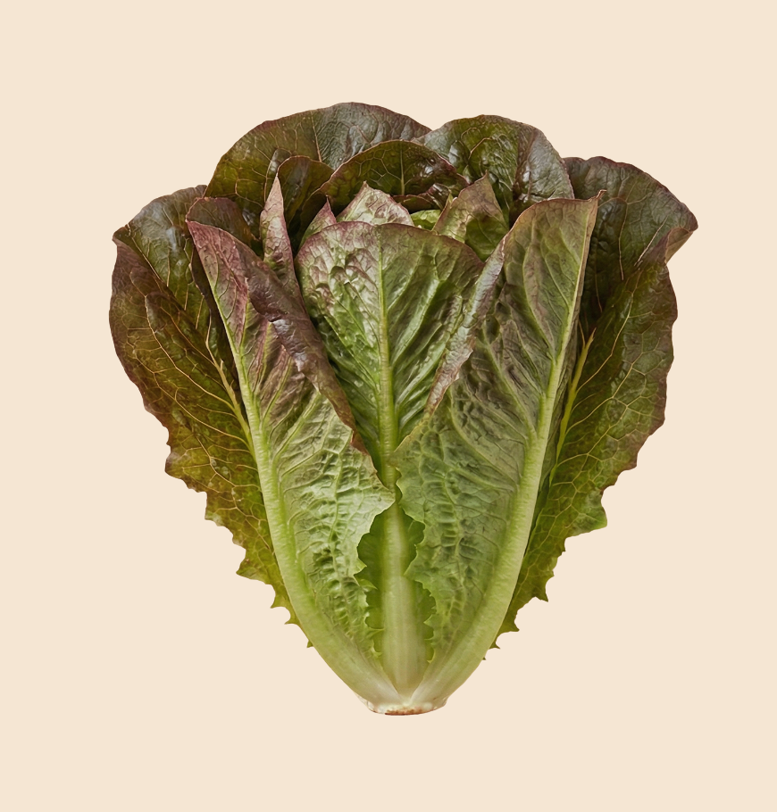 Lettuce