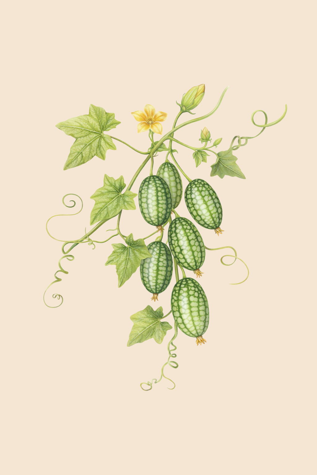 Mexican Sour Gherkin