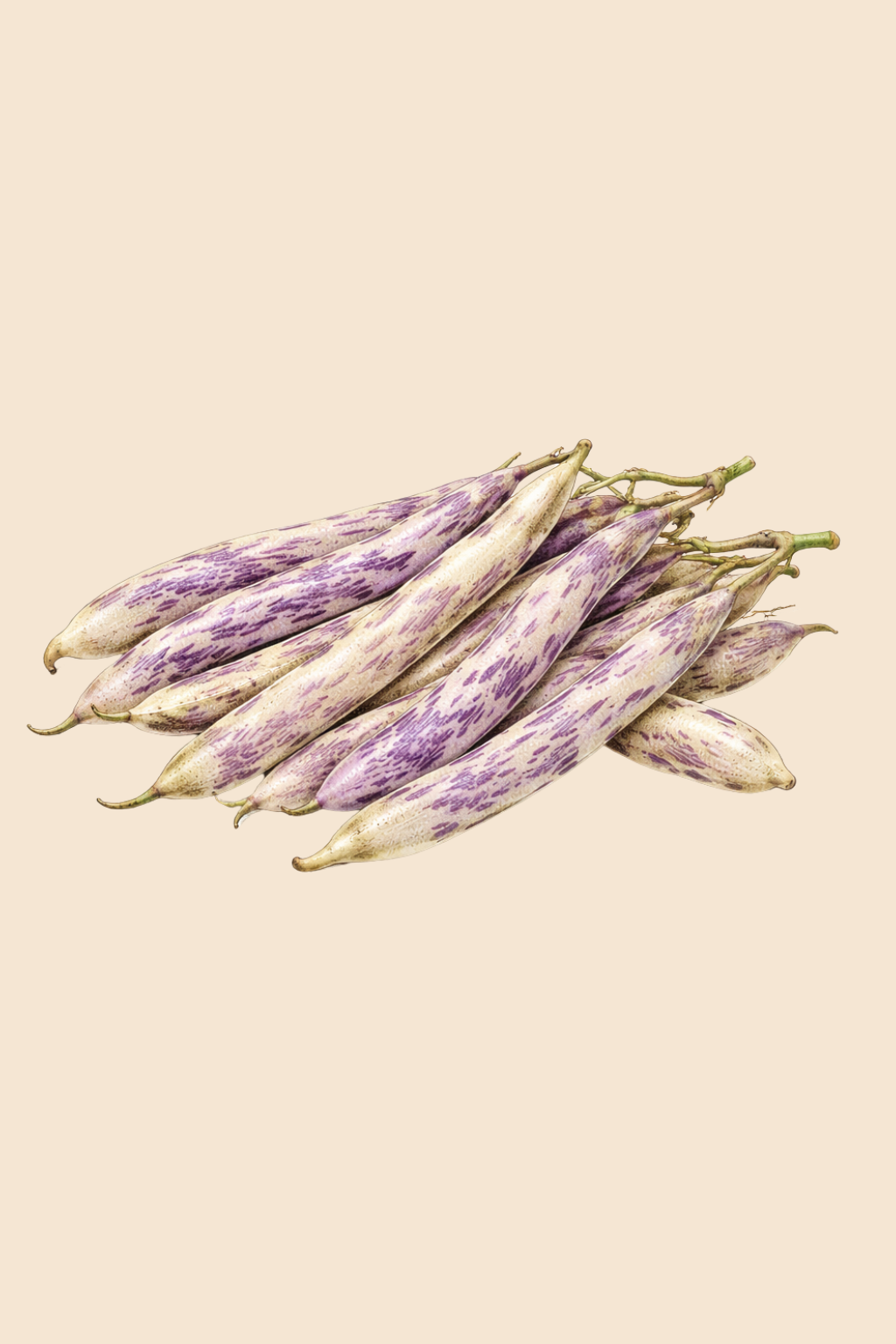 Merveille de Piemonte Bush Bean